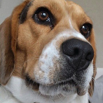 獣医師監修 犬のパテラ 膝蓋骨脱臼 の症状や治療法とグレードを解説 いぬのきもちweb Magazine