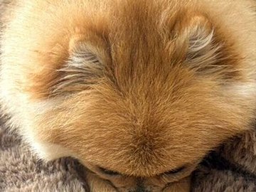 鼻が寒いポメラニアン→かわいすぎる温め方に「あざとい」「かわい〜」など2.4万件のいいね