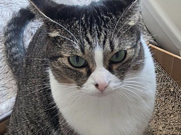 何もしていないのにイカ耳で怒っている愛猫。かわいらしい怒り顔に「かまってにゃんかな？」の声と1.7万件いいね