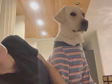 ラブラドールレトリバーの適当すぎるお手に癒される?!「可愛い」の声と1万件のいいね集まる