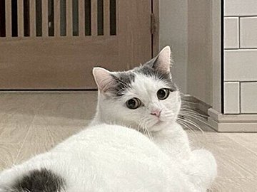 完璧なセクシーポーズに思わずため息…振り向く愛猫の曲線美に、飼い主も「どこで習ったの？」