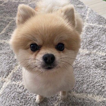 信頼されてる証拠 犬が飼い主にお尻をくっつけてくるときの気持ち いぬのきもちweb Magazine
