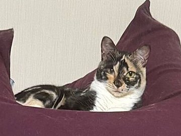 驚異のバランス感覚とジャンプ力！立てた細長いビーズクッションの上でくつろぐにゃんこに6.4万件のいいねと「さすが猫様」の声