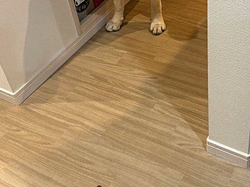 飼い主がこぼしたドッグフードを心配そうに見つめるラブラドール・レトリバー。健気なまなざしに2.9万人が胸キュン