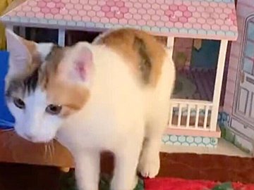 器用にドールハウスに入ってくつろぐにゃんこ。「家賃払って〜」と言いつつ優しく見守る娘とのやりとりにほっこり