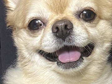 「そんなに違う？」母の抱っこと弟の抱っこでギャップありすぎなワンコ。飼い主さん家族も思わず笑った