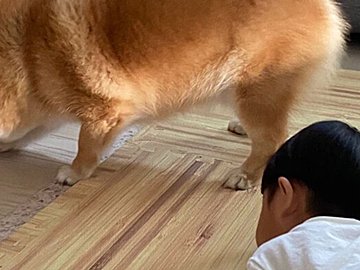 テレビ台の下に入ってしまったオモチャを取ろうと悩む、柴犬×ポメラニアンと1歳息子。その様子に「かわいい」の声