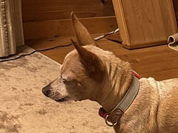 「飼い主さんの足の指」がホッとする。すき間に自分の脚を一生懸命挟むワンコの健気な姿に9.5万いいね