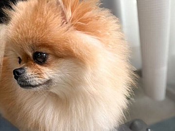 興味津々な足ツボマットに乗ってみたが?!足が小さすぎるあまり効果がなかったポメラニアンが可愛すぎると話題