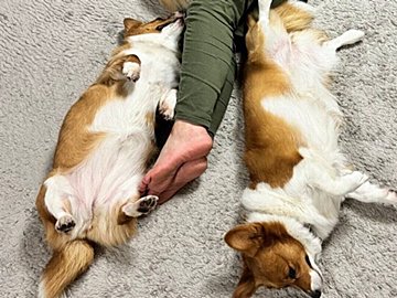 「コーギーがたくさん落ちている家」に注目！5匹のわんこに囲まれて眠る至福の瞬間に5.2万人がほっこり＆羨望の眼差し