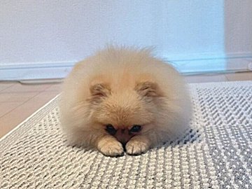 イタズラを怒られたポメラニアン、「ごめんなさい」ポーズをしながら飼い主さんの様子をうかがう姿に「かわいい」の声