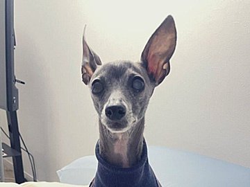 「手が足に見えた」「直立してる？」愛犬の一風変わったファッションが7.7万人に戸惑いと笑いを届ける