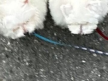 お散歩中、ぴったりくっつくマルチーズとマルプー。並ぶ姿がまるで「イカ2貫」!?かわいすぎて「お持ち帰りできますか？」と話題に