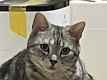 突然マッチョになった愛猫！飼い主も驚きの奇跡の一瞬を捉えた写真に3万件以上のいいね集まる