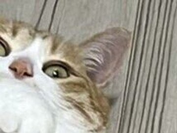 「ちゃんと見てるかニャ？」飼い主さんをチラッとチェックするネコチャン「いとおしすぎる」の声に共感続々