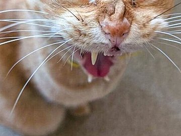 茶トラの普段の顔とあくびの瞬間のギャップにびっくり！16万件のいいねと多くの挑戦者集まる