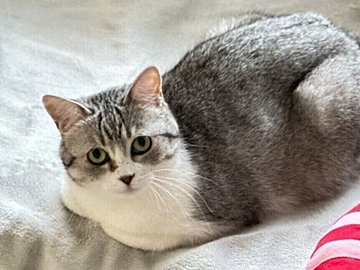 お掃除ロボットからお人形を守りたい猫。自分と一緒に避難させる姿がやさしすぎて12万件以上のいいね