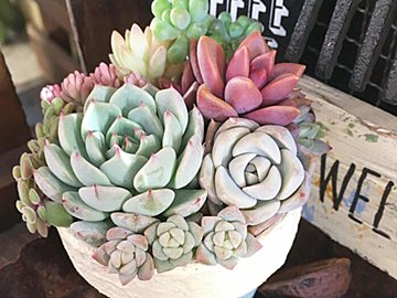 【多肉植物】絶対やめて！多肉歴10年のマニアが「梅雨〜夏に寄せ植えをしない理由」3選