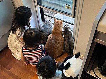 窓際に座るネコ＆子どもたちが見ていた光景が「謎すぎる！」と6.9万人が胸キュン