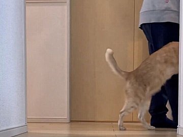 金魚鉢に上半身を入れて歩く茶トラが可愛すぎる！しっかりとカメラ目線をくれる姿に「ツボってしまった」の声