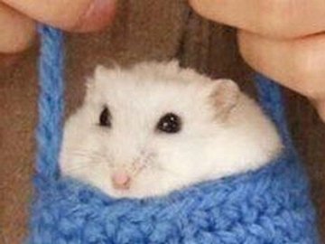 小さな袋にジャストフィット！「ハム袋」に収まったハムスターがかわいすぎて3.7万件のいいね