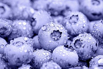 「ブルーベリー」は冷凍保存が便利！上手においしく保存するためのテクニック