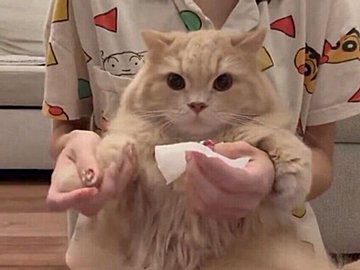 耳掃除が苦手なラガマフィン。耳に手を伸ばすとそっと手を押さえて抵抗する姿に「可愛い」の声と1.5万件いいね