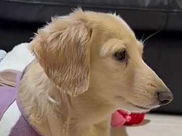 ボーっとしながらお腹をポリポリするワンコ「何を考えている？」「人と変わらない」どんな姿もいとおしい