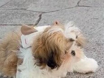 生後4カ月赤ちゃんシーズーのお散歩が尊すぎる！初めてふれる外の世界にびっくり？一歩も進めない…