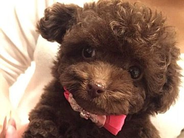 ふわふわの子犬プードル→9年後…「貫禄ありすぎやなぁ」あまりに激変した姿に「面影どこいった」と4.7万件のいいね