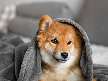 コタツに魅了されたわんこがヘッドスライディング!?「頭隠して尻隠さず」のかわいすぎる姿に4.1万件のいいね