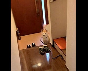 なんて賢いの 飼い主が前日に公園で落とした 帽子 を見事に見つけた犬の行動に驚き いぬのきもちweb Magazine