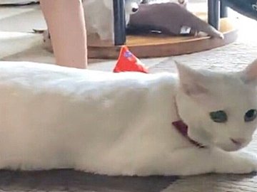 献身的に筋トレに協力するにゃんこ、一瞬の油断も許さにゃい!?かわいすぎるスパルタぶりが話題に