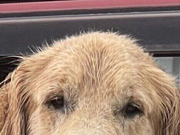 隠れておやつを食べた飼い主。見逃さないゴールデンとラブラドールの視線に5.7万いいね