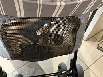 市役所の窓口で笑われた犬。飼い主がカートを見ると、網目の向こう側で予想外の角度からこちらを見ていた