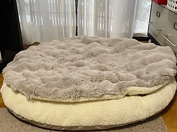 クッションと毛布の間に「いそうにないけど犬はいる」!?イタリアン・グレイハウンドの見事な隠れっぷりに7.9万人が驚きを隠せない！