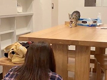 悶絶級にかわいい「だるまさんが転んだ」をするにゃんこ！飼い主に必死にタッチしようとする姿に6.4万件のいいね