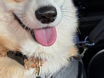 「幸せそう」「2コマ漫画みたい」ドッグランに出かけるコーギーのビフォーアフターがかわいすぎる