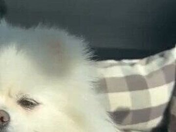 ぽかぽか陽気でまぶたがとろん。眠気に勝てないポメラニアンがかわいすぎ！癒し効果抜群の表情に注目