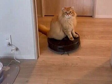 愛猫がルンバを乗りこなし家の中をお掃除!?その姿に「かわええ」「めっちゃ乗りこなしてる」の声