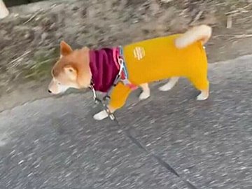 スタスタと歩いていたのにピタッと急に止まる豆柴。突然のかわいらしいお散歩拒否に「何度も見ちゃいました」の声