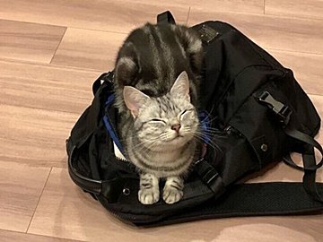 かわいすぎる出社妨害ネコハラ?!その姿に「仕事休みたくなりますね」「ぜひとも受けたいネコハラ」の声