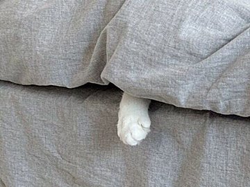 飼い主とニャンコのいつも通りの休日風景。見るだけで癒やされる二人の時間に3.3万件以上のいいね