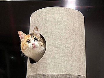 キャットタワーがまるで「しいたけの原木」!?にゃんこがニョキニョキ生えている姿に「これは豊作、収穫しないと」の声