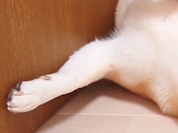 【衝撃】柴犬がまさかの擬態!?一風変わったポーズと気の抜けた表情に癒やされる人が続出し2.7万いいね