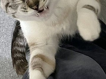 甘えている？寝ぼけている？あくびしながら飼い主さんの脚で爪とぎする猫ちゃんが「いとおしすぎる」