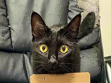 黒猫が育てたデスクチェア「芸術品になりました」月日を重ねてたどりついた素晴らしい作品に5.1万いいね