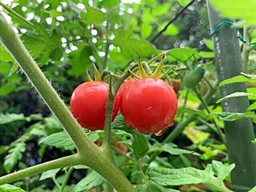 節約に役立つ家庭菜園のすすめ。節約のプロが選ぶ「初心者でも育てられて活用度大の野菜3選」