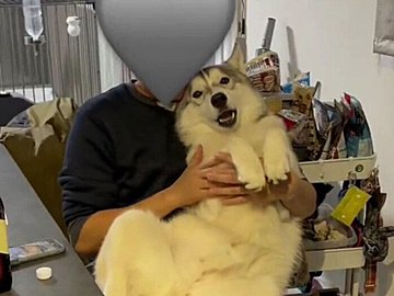 甘えん坊になるハスキー犬！箱入り娘に育てた結果、お父さんに抱えらえる姿がかわいいと2.9万人から「いいね」集まる