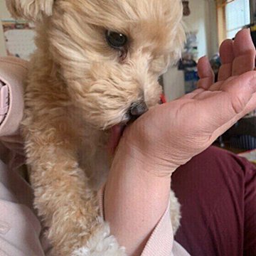 獣医師監修 犬にほうれん草を与えるときは注意が必要 与えるメリットとデメリットを解説 いぬのきもちweb Magazine